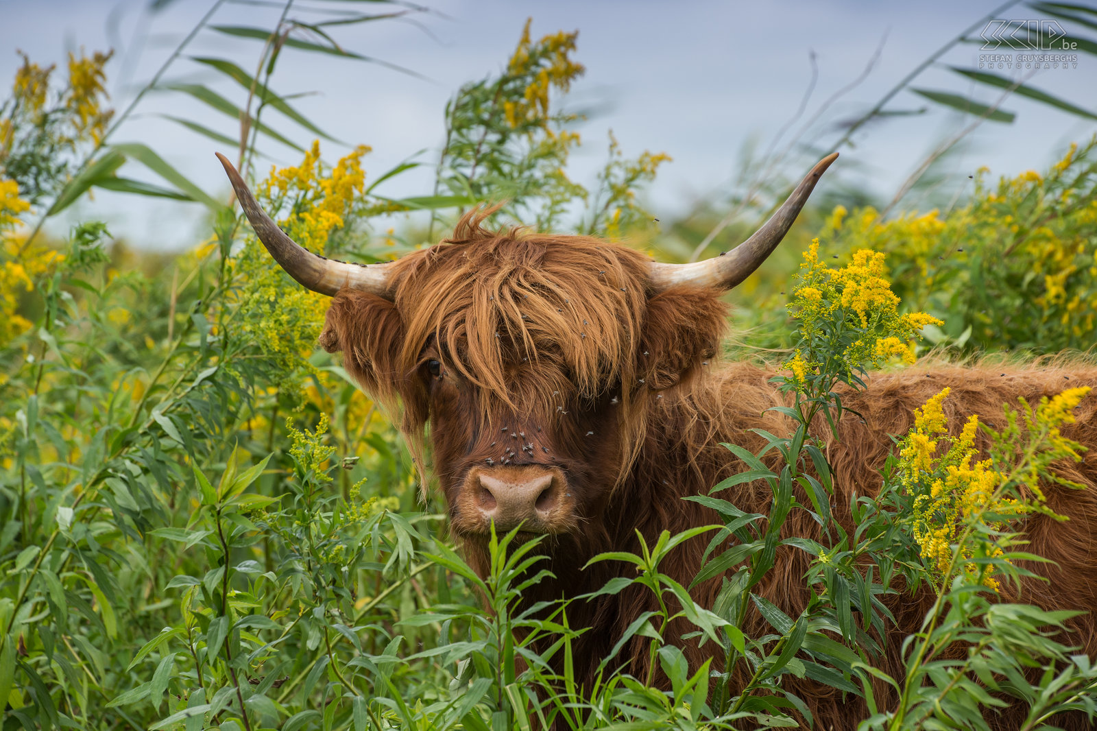 Tiengemeten - Schotse hooglander Foto’s van een weekendje wandelen op het natuureilandje Tiengemeten in Noord-Holland. In 2006 werd Tiengemeten omgevormd van landbouwgrond naar natuur en nu staat het vol met wilde bloemen, zijn er vele wondermooie velden met gele guldenroede, grazen er semi-wilde Schotse hooglanders en zijn ook watervogels er talrijk. Stefan Cruysberghs